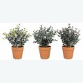 Youngs Artificial Flowers in Planter, 3 Assorted Color 12608